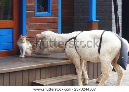 Funny moment between cat and sheep in zoo 