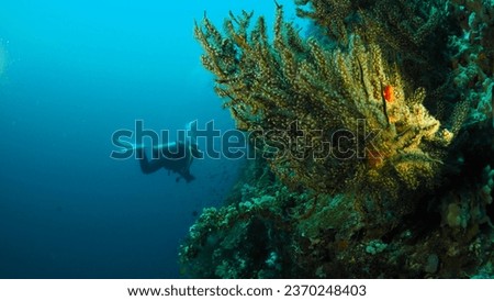 a diver dives at depth to observe the biota in the sea