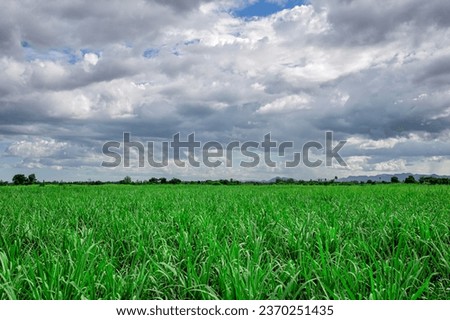 Picture of green sugar cane planted in a rural area and white and gray clouds starting to form during the rainy season.