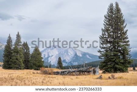 Maze mountain stands in the background of a wide open meadow of yellowing grass and a fallen tree withering away flanked by large Douglas Fir trees in Ya Ha Tinda Ranch in Alberta, Canada