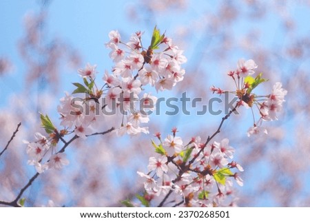 Cherry blossom in soft focus, beautiful Pink Sakura in Seoul, Korea. bright pink flowers on the blurry background. Spring background and beautiful natural scenery