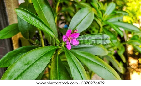 View of Purple flower and green leaves at the garden