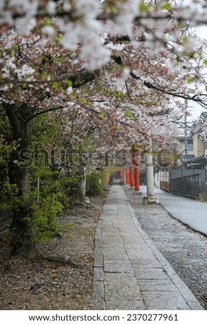 Takenaka Inari torii and cherry blossoms soaked in the spring rain