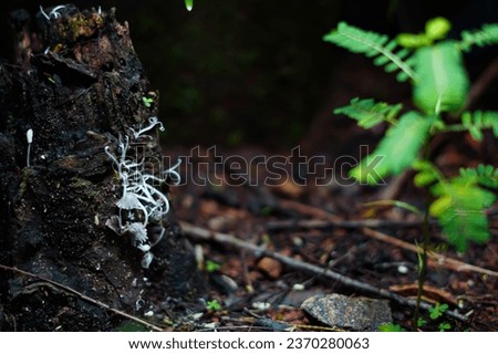 Background picture or closeup view of a tree root and mushrooms with text space