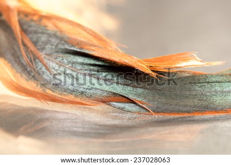 Colorful rooster feather with details and reflexions 