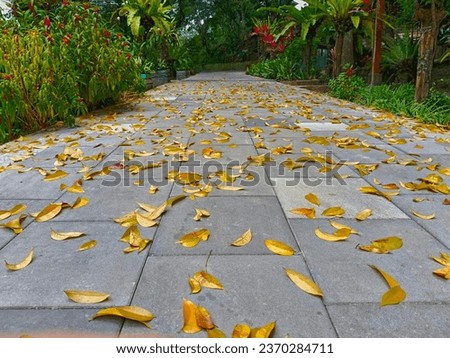 sidewalk with dry leaves in autumn