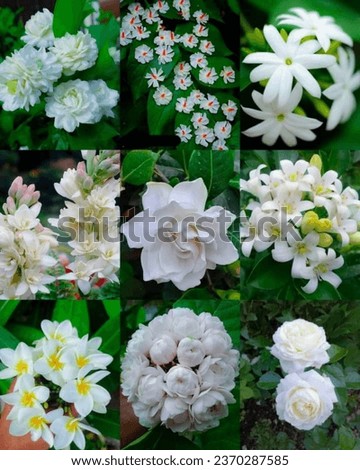 Most beautiful white flowers Gallery 