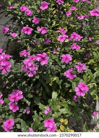 Catharanthus roseus or lilac vinca flowers or pervincire flowers are efficacious for the treatment of cancer or bunga tapak dara Royalty-Free Stock Photo #2370290017