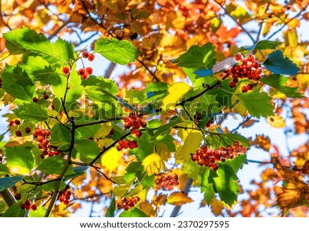 Clusters of red mountain ash on a green tree branch.