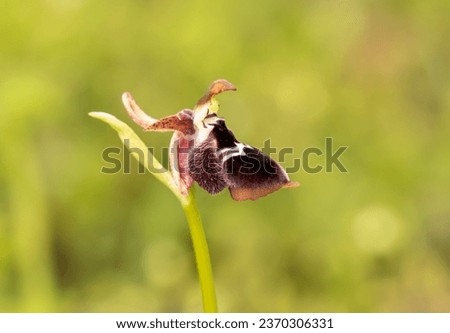 Diamond Orchid (Ophrys reinholdii) in natural habitat