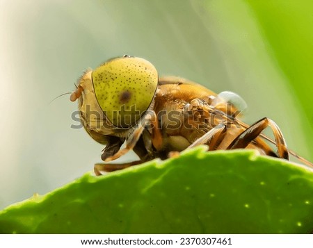 Close up of a yellow hoverfly behind a green leaf.