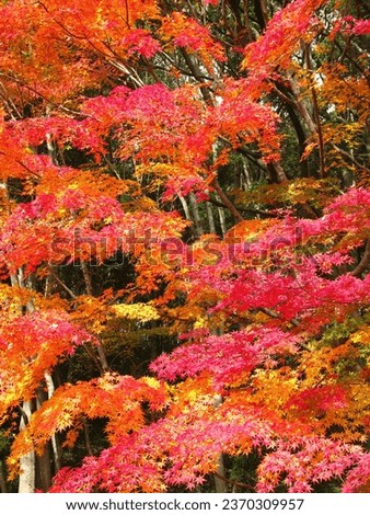 Autumn maple leaves in the forest