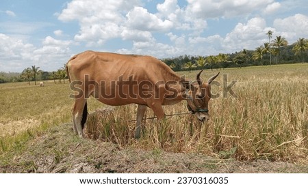 Farmer's cows tied in rice fields in Bone, South Sulawesi, Indonesia