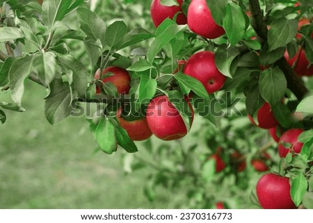 Ripe Apples in the Apple Orchard before Harvesting. Big Red delicious Apples Hanging from Tree Branch in the Fruit Garden. Fall Harvest. Picture of Autumnal Apple. Autumn Cloudy Day, Soft Shadow. Bio