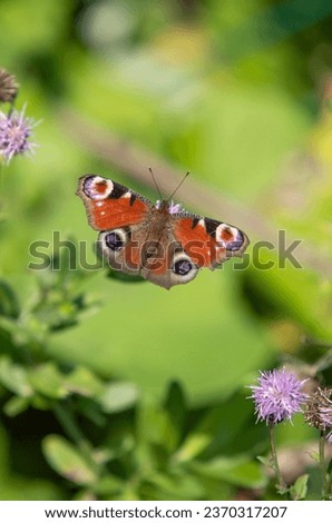 Peacock butterfly on a flower close-up, green nature background.