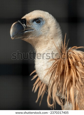 Griffon vulture, close-up portrait, bird of prey.