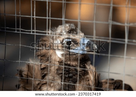 Griffon vulture, close-up portrait, bird of prey.