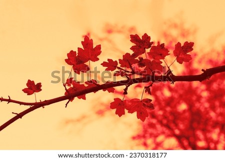 Branches with red leaves, autumn scene, natural background for text
