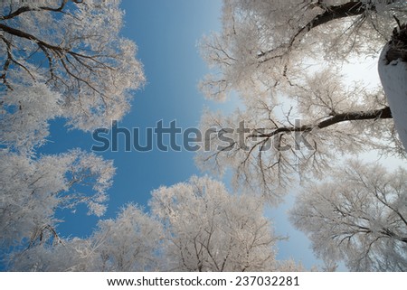 Winter landscape with snow 