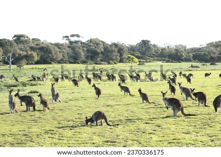 Kangaroo mob grazing in conservation park.  South Australia.