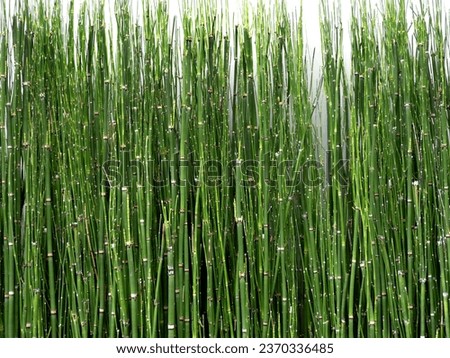 Green horsetail planted as a plant Royalty-Free Stock Photo #2370336485