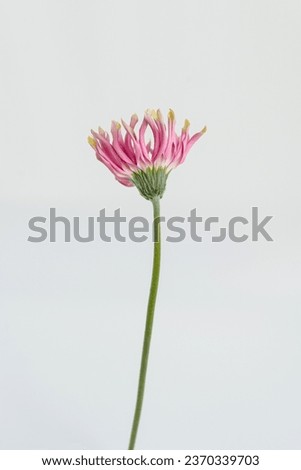 Delicate pink gerbera flower on white background. Aesthetic close up view floral composition