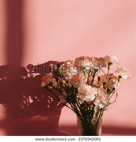 Pink carnation flowers bouquet over pink wall with aesthetic sunlight shadow silhouette