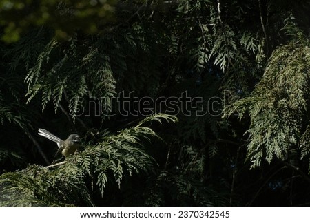 New Zealand fantail in large conifers, with generous space for text or graphics. Royalty-Free Stock Photo #2370342545