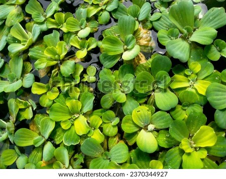 Green water cabbage leaves on the surface of the pond