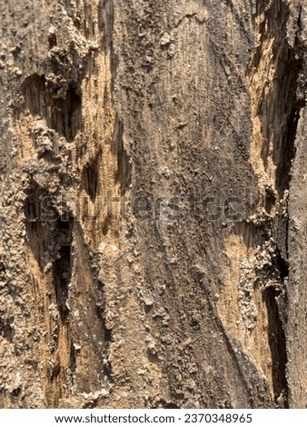 Fragile wood is eaten by termites