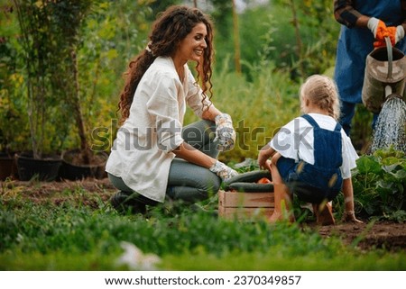 Young brunette mother digging up and harvesting cucumbers and tomatoes in their organic garden while, grandfather waters the rest of the garden