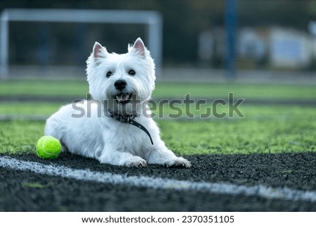 Small West Highland White Terrier dog on a football field Royalty-Free Stock Photo #2370351105