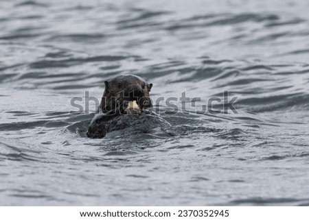 Sea Otter (Enhydra lutris ) with shell Vancouver Island, British Columbia, Canada 