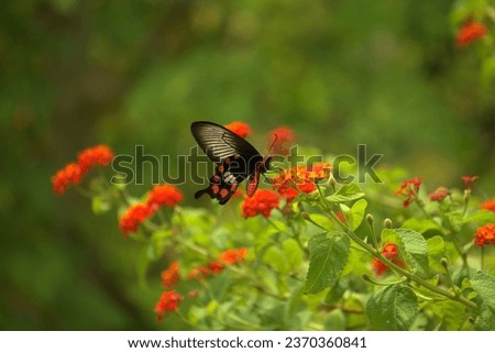 Butterflies (Rhopalocera) are insects that have large, often brightly coloured wings, and a conspicuous, fluttering flight. 