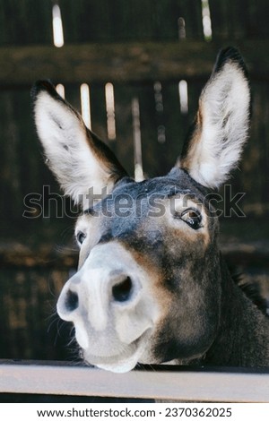 adorable little donkey, cute donkey