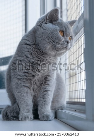 British blue kitten sitting at the window