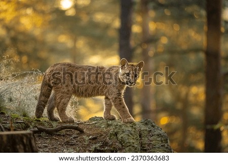 The cougar (Puma concolor) in the spruce forest with blueberry at sunrise. Young dangerous carnivorous beast.