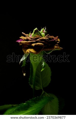 Beautiful rose on a black background. Close-up. Studio photography.