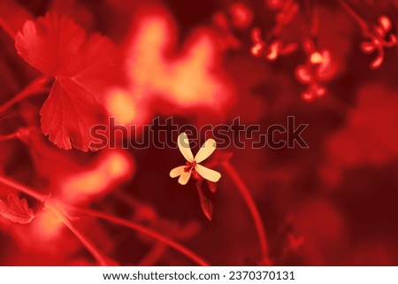 Blooming flower in garden, fresh plant in botanical park, beautiful nature, red background for text