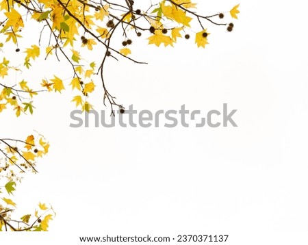 Beautifully blooming autumn leaves frame