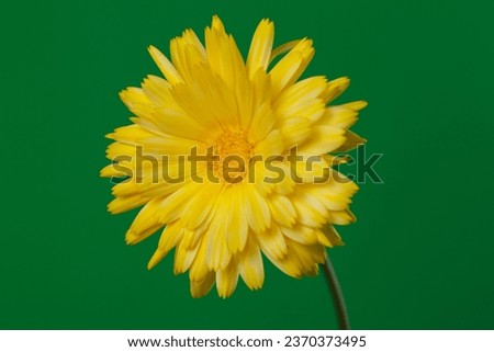 Yellow calendula flower isolated on green background.
