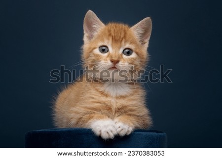 Proud and pretty ginger orange kitten looking at the camera on a dark blue background lying on a blue velvet cushion