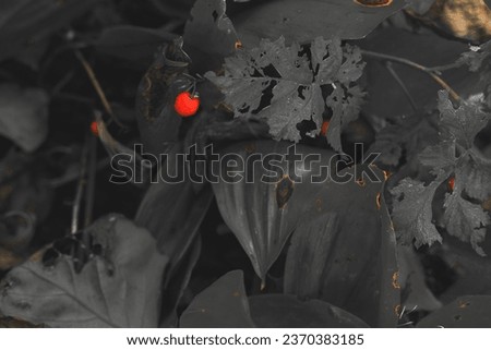 black and white images of plants, red on black, black photos with red accents, contrast, autumn leaves, rasteria in autumn, autumn mood, postcard, melancholy, upset, mood, black and white