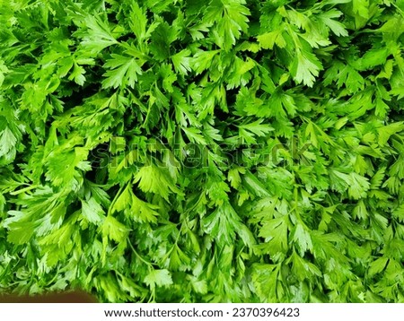 close up parsley on the market stall