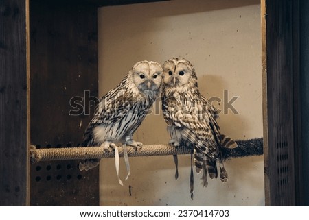 Two owls are sitting on a perch. A couple of owls in captivity.