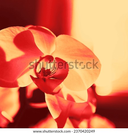 Beautiful orchids, blooming flowers, flowering plants, red and orange natural background for text