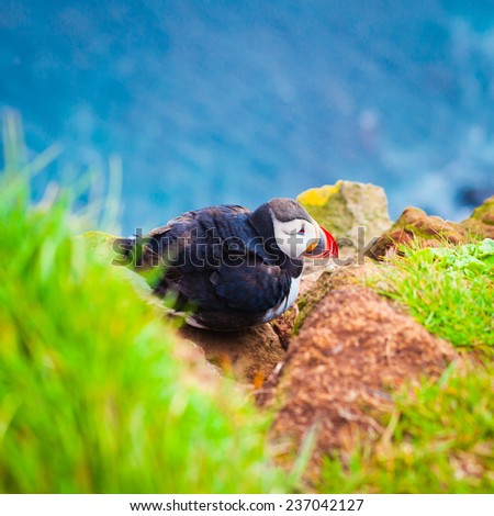 Beautiful Summer Picture of Icelandic Horned Puffin In Iceland, Latrabjarg cape