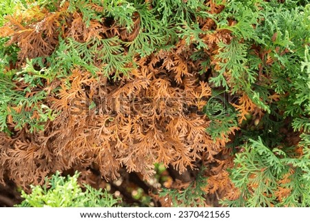A thuja, arborvitae tree is drying up, turning yellow and brown. Green coniferous tree with some dried branches. American arborvitae tree, thuja problems and disease. Royalty-Free Stock Photo #2370421565