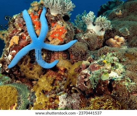 A Blue Sea Star in a shallow reef Apo Island Philippines