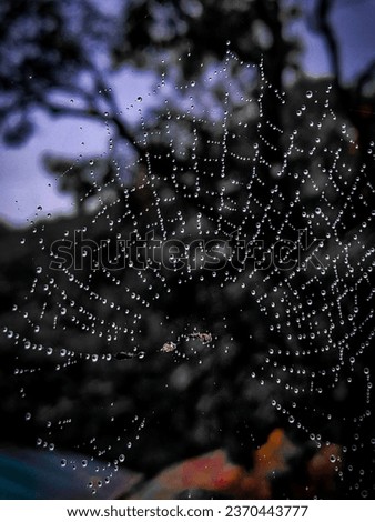 Spider web captured from rainforest kerala